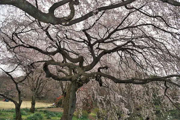 Cherry tree area (1)